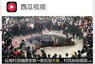西瓜视频新闻爆料,最新热点事件深度解析
