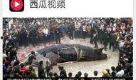 西瓜视频新闻爆料,最新热点事件深度解析