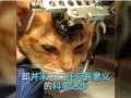 爆料小狮说梦话视频下载,小狮视频下载背后的秘密