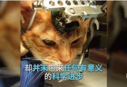 爆料小狮说梦话视频下载,小狮视频下载背后的秘密