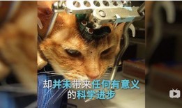 爆料小狮说梦话视频下载,小狮视频下载背后的秘密