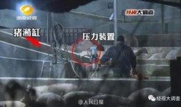 给猪灌泥浆爆料视频教程,传统养殖新方法揭秘