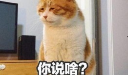 爆料小狮说梦话视频下载,小狮视频下载背后的秘密